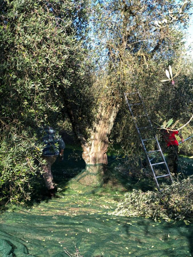 Il Borghetto Andrea Tafi Konuk evi Lamporecchio Dış mekan fotoğraf